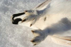 iceland_ptarmigan018