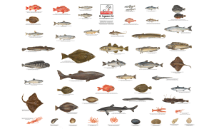 Screen Shot 2015-10-01 at 9.33.24 am