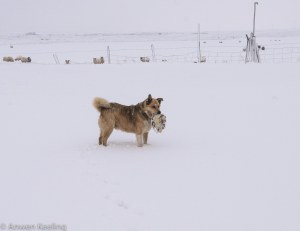 Despite the snow, Happy the dog.. is always happy and keen to play!
