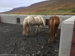 A quick rest for the horses in the large yards used to sort the horses.