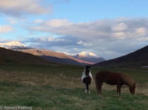 Paddock buddies for the evening 