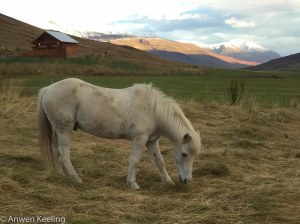 My favorite scruffy white Icelandic horse