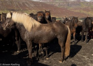 Check out the two ponies photo bombing in the background! 